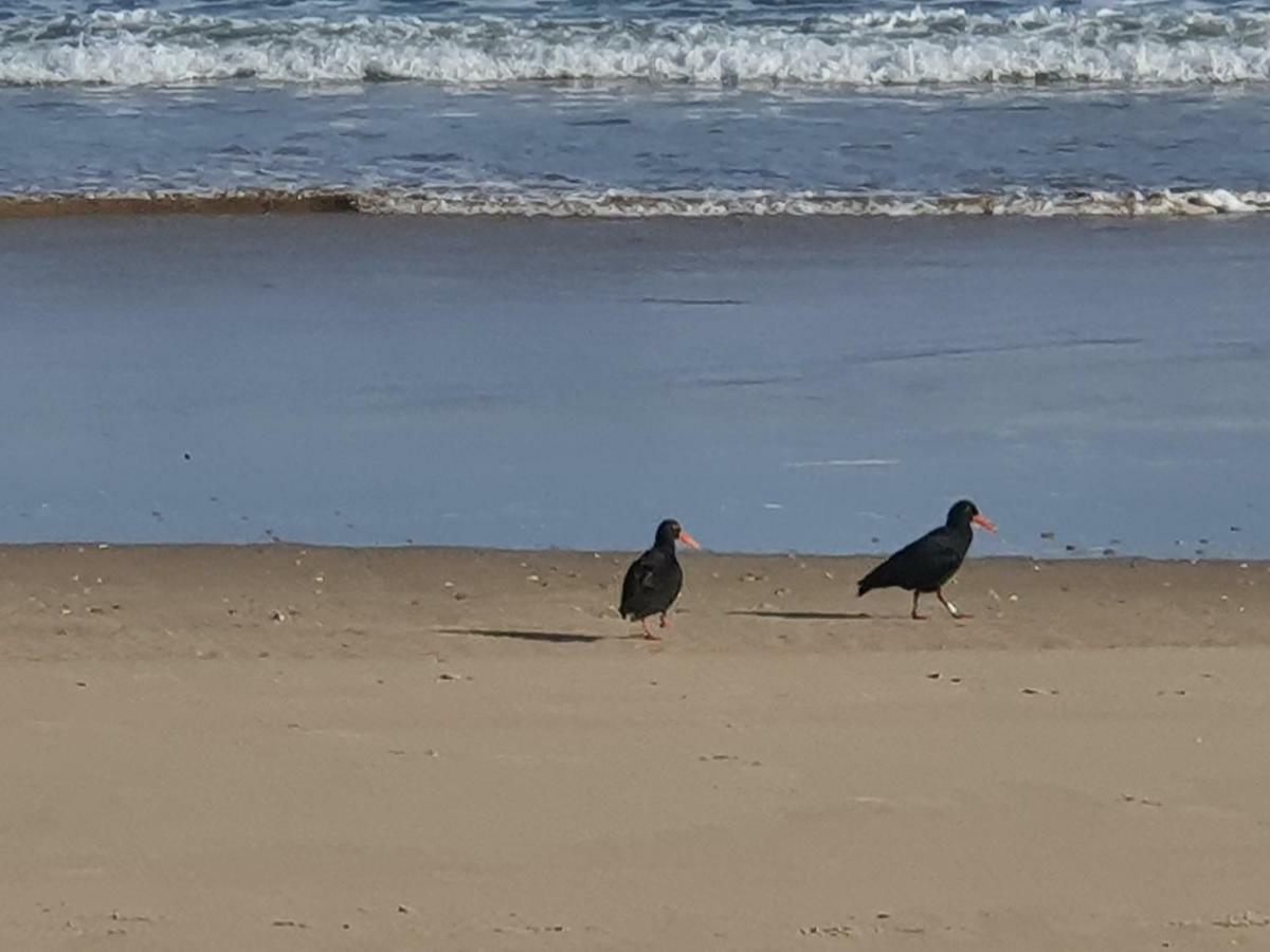 فندق The Gull سيدجفيلد المظهر الخارجي الصورة